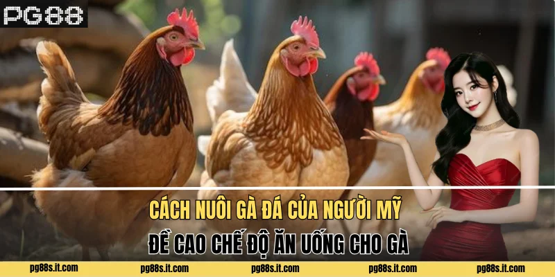 Cách nuôi gà đá của người Mỹ đề cao chế độ ăn uống cho gà