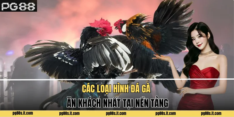 Các loại hình đá gà ăn khách nhất tại nền tảng