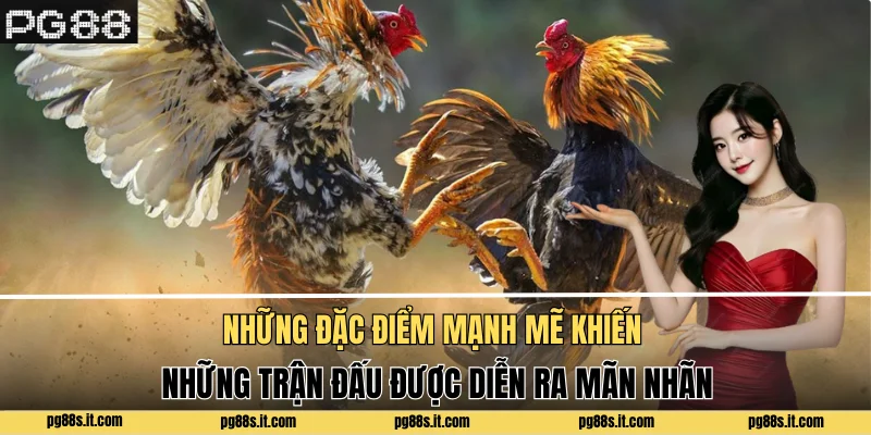 Những đặc điểm mạnh mẽ khiến những trận đấu được diễn ra mãn nhãn