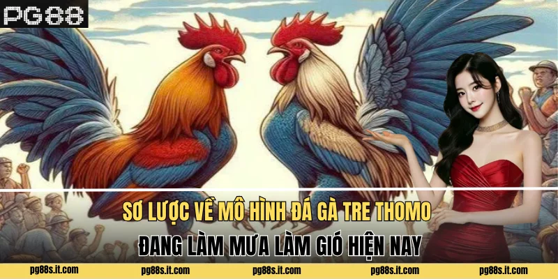 Sơ lược về mô hình đá gà tre Thomo đang làm mưa làm gió hiện nay
