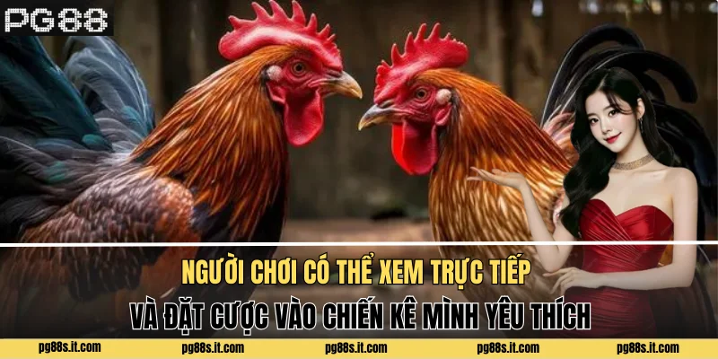 Người chơi có thể xem trực tiếp và đặt cược vào chiến kê mình yêu thích