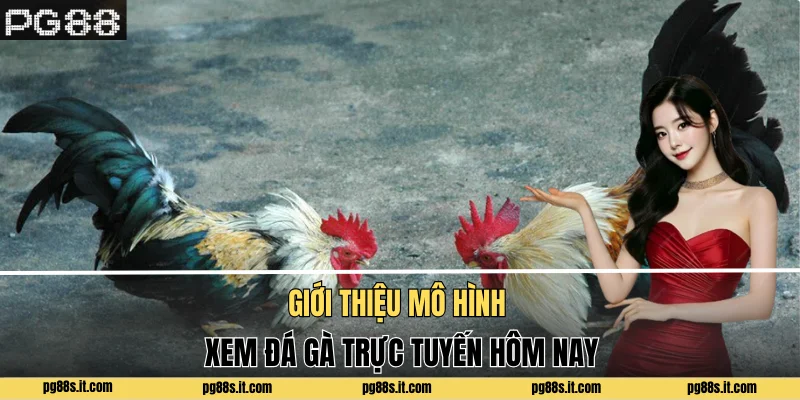 Giới thiệu mô hình xem đá gà trực tuyến hôm nay