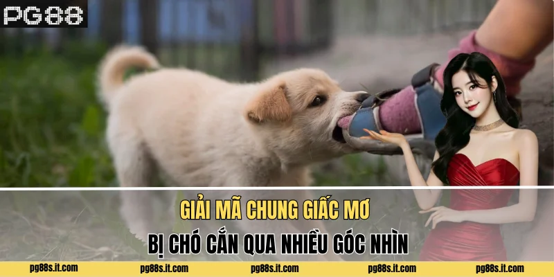 Giải mã chung giấc mơ bị chó cắn qua nhiều góc nhìn